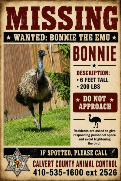 Runaway emu bonnie sparks search across calvert county