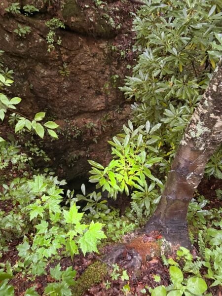 Pup saved from abandoned mine shaft in coordinated north carolina emergency response