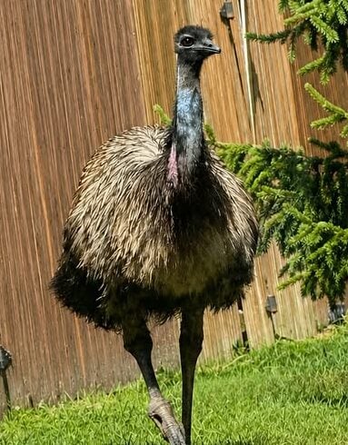 Runaway emu bonnie sparks search across calvert county