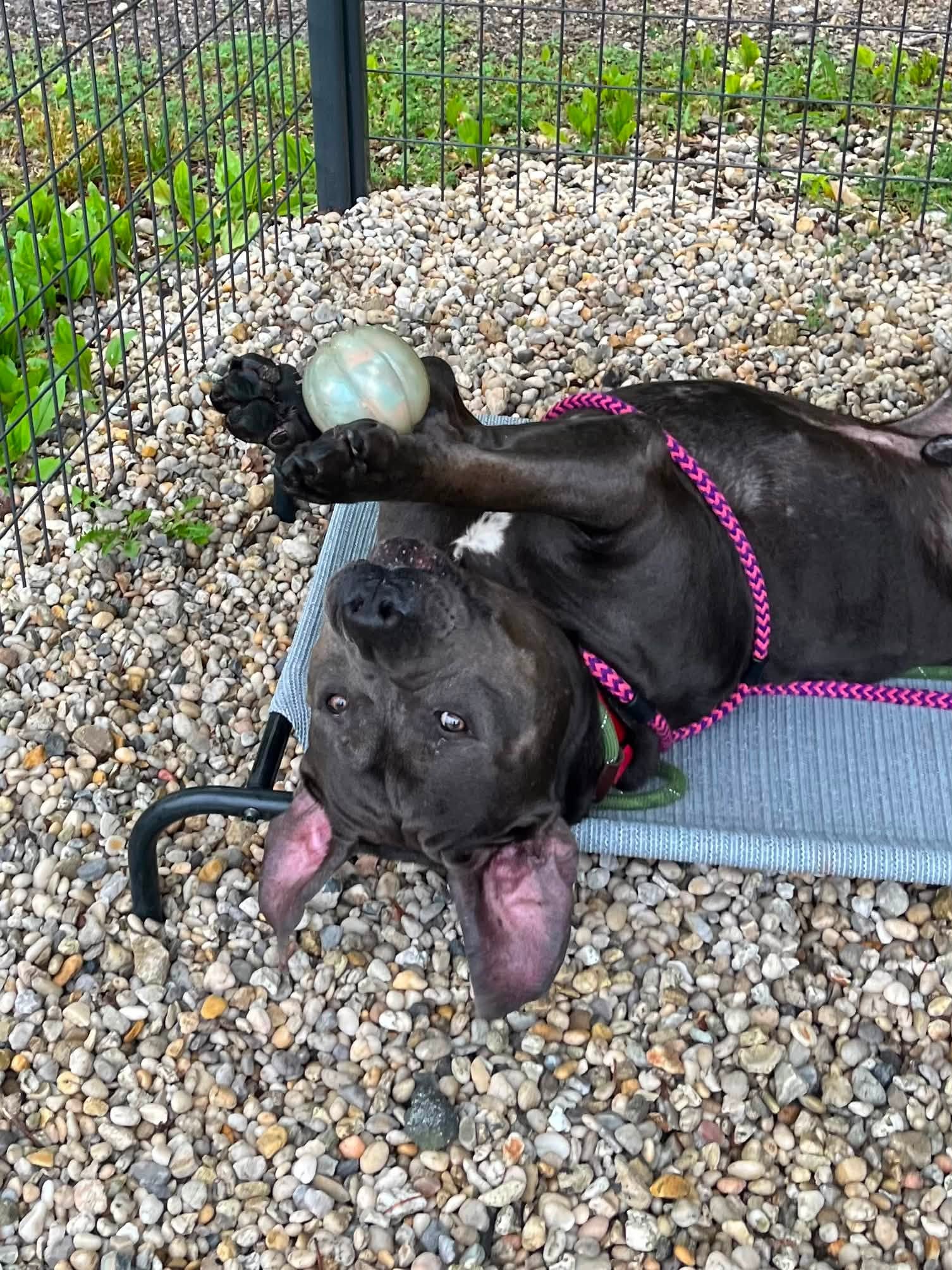 Gentle giant munson searching for a foster home to start his next chapter