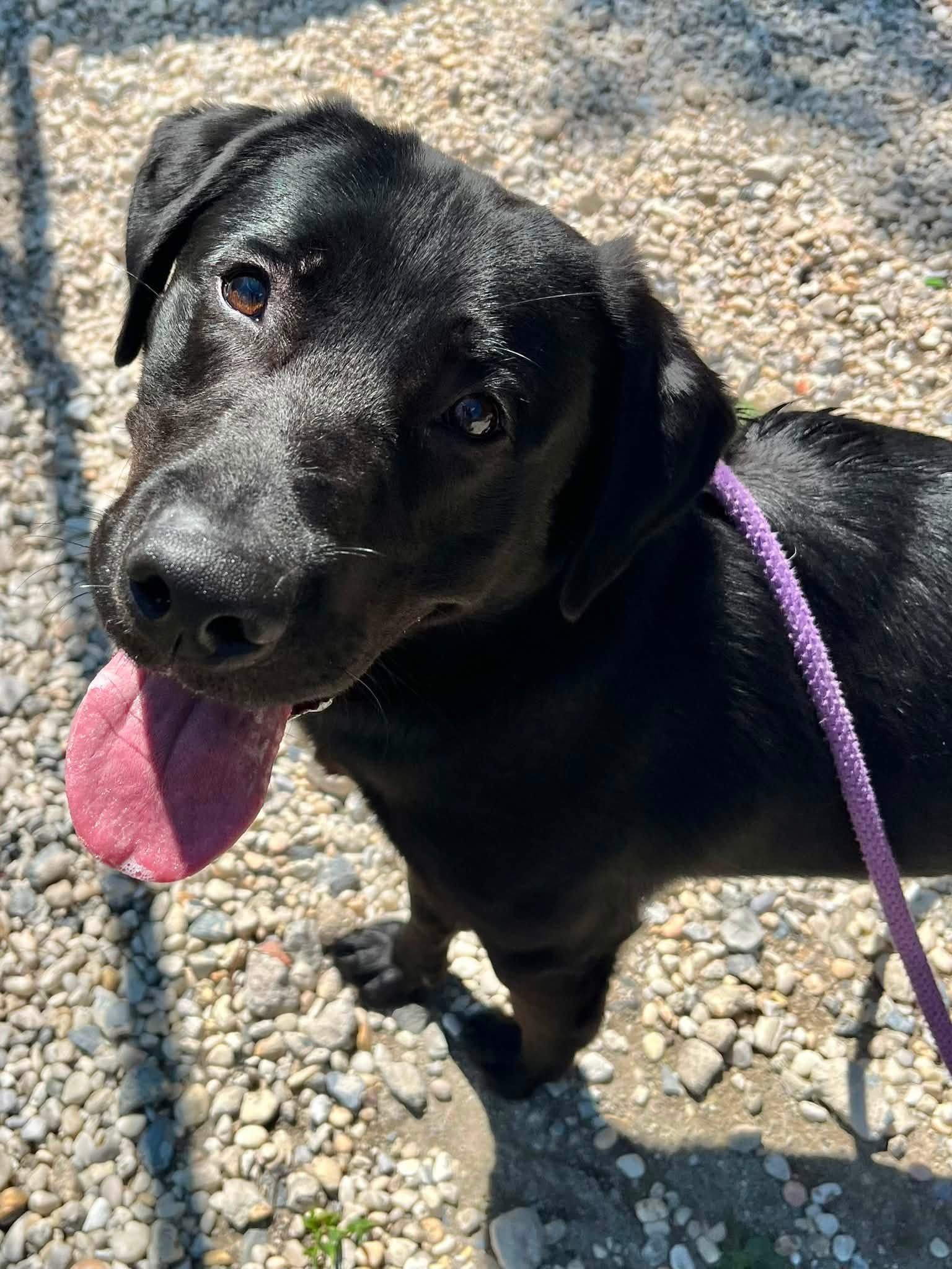 Friendly young labrador searching for a family to call his own