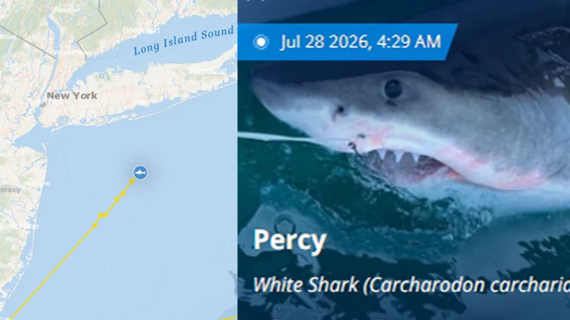 Great white shark lurks off coast of nyc as nypd deploys drones to monitor beaches