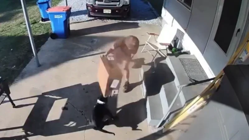 Ups driver throws box at dog, then challenges homeowner to a fight in viral video Ups driver throws box at dog, then challenges homeowner to a fight in viral video