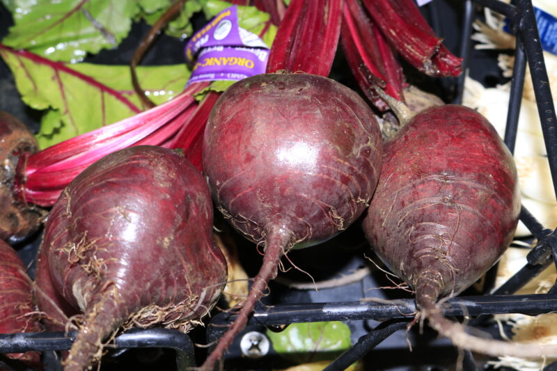 What to plant in august in new jersey: these vegetables thrive for a fall harvest What to plant in august in new jersey: these vegetables thrive for a fall harvest
