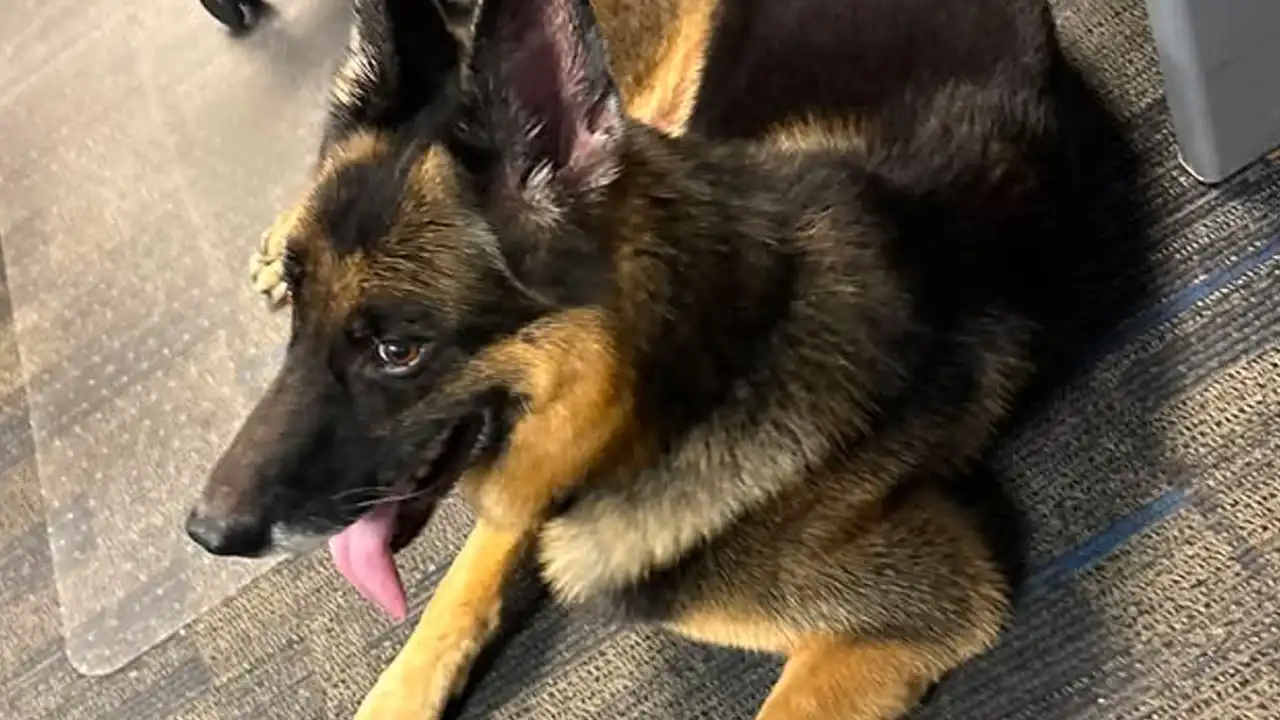 German shepherd found near kapella and bay avenue in somers point, police seek owner