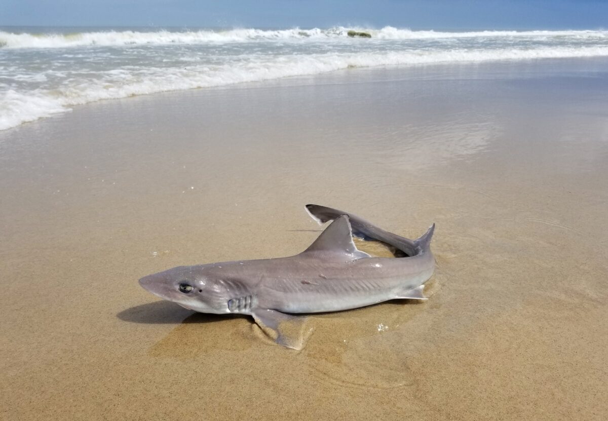 Nearly 30 dead sharks washed ashore along a stretch of beach in Sea Isle City, raising questions about what caused the unusual marine die-off.