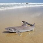 Nearly 30 dead sharks washed ashore along a stretch of beach in Sea Isle City, raising questions about what caused the unusual marine die-off.