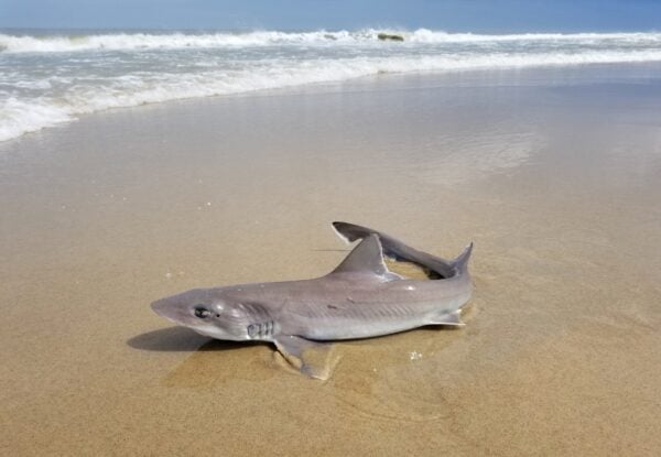 Nearly 30 dead sharks washed ashore along a stretch of beach in Sea Isle City, raising questions about what caused the unusual marine die-off.