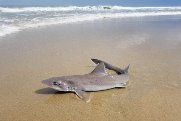 Nearly 30 dead sharks washed ashore along a stretch of beach in Sea Isle City, raising questions about what caused the unusual marine die-off.