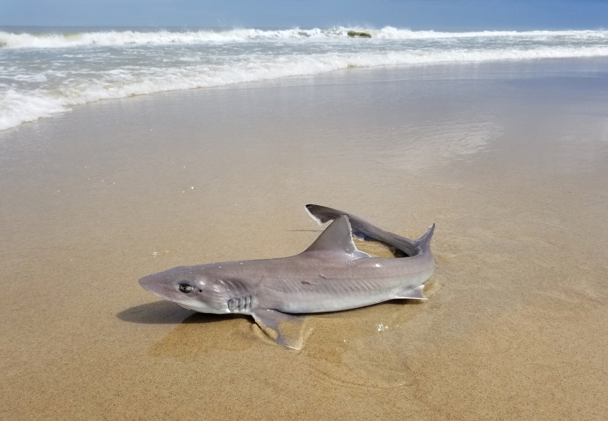 Nearly 30 dead sharks washed ashore along a stretch of beach in sea isle city, raising questions about what caused the unusual marine die-off.