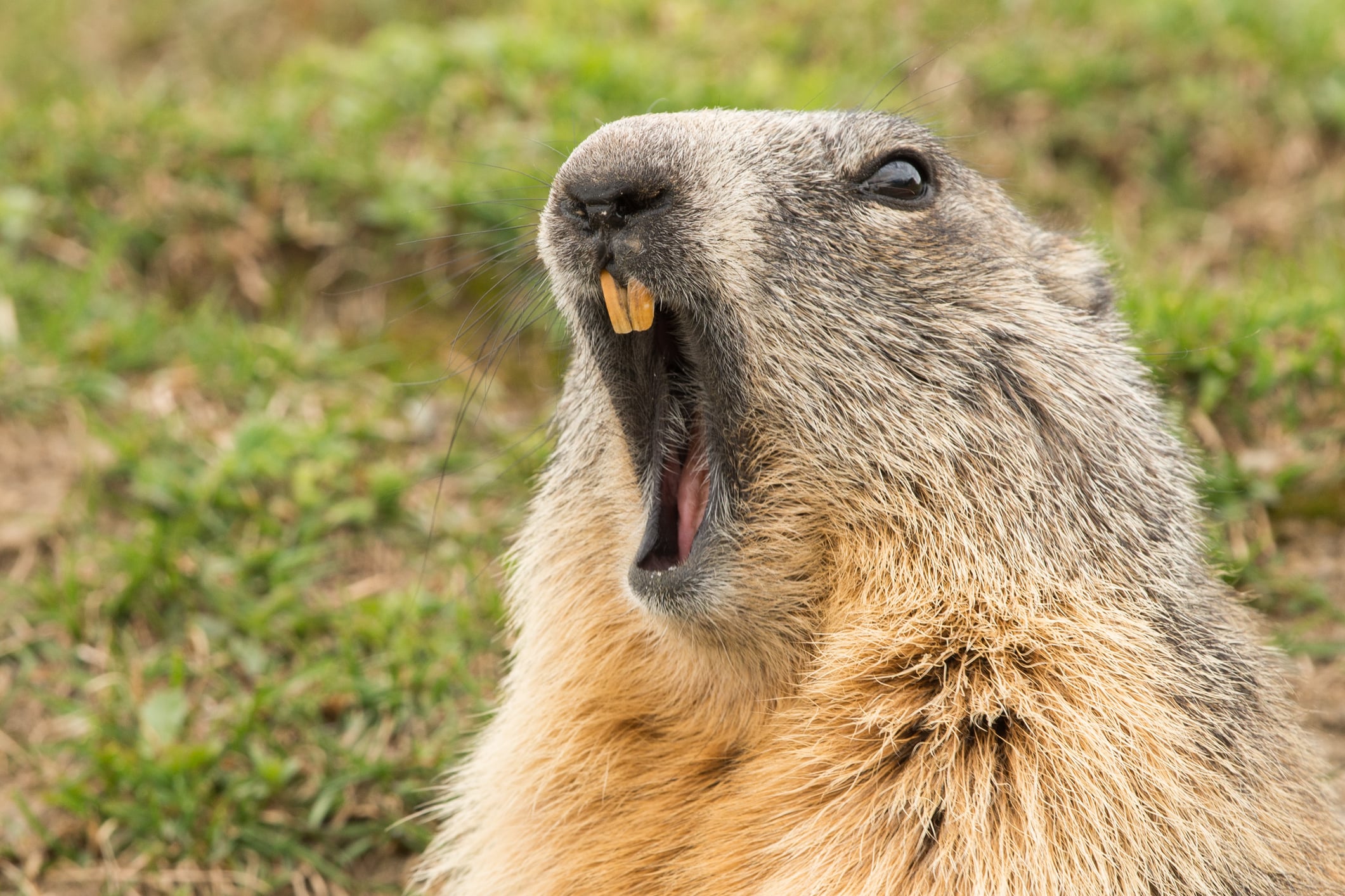 Can you legally shoot a groundhog eating your garden in new jersey? Here's what state law says