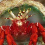 Hermit Crab photo by Onefivenine