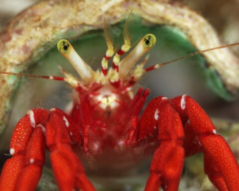 Hermit Crab photo by Onefivenine