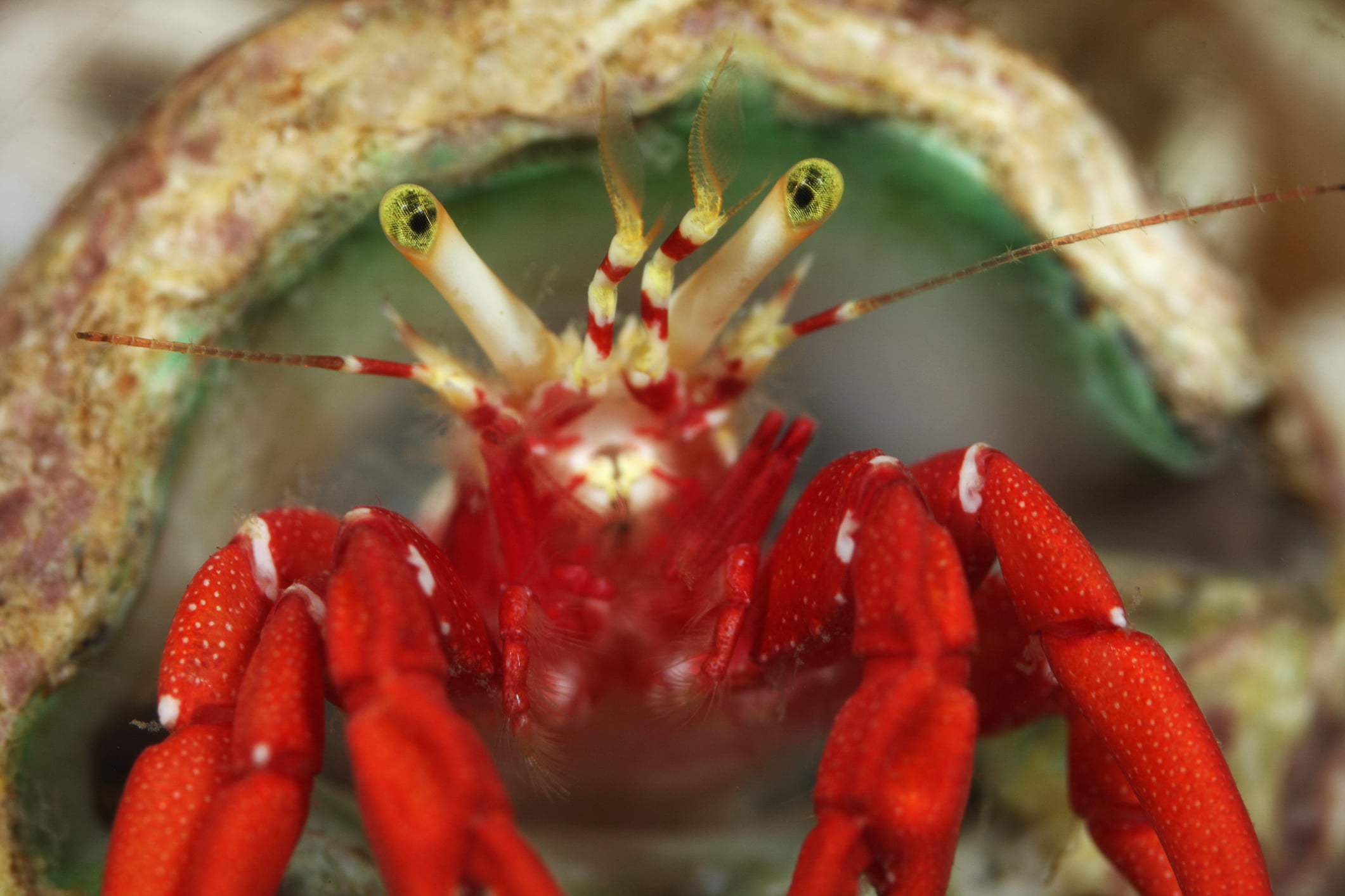 Peta wants boardwalk hermit crab races, beauty pagent replaced with robot crabs Hermit crab photo by onefivenine
