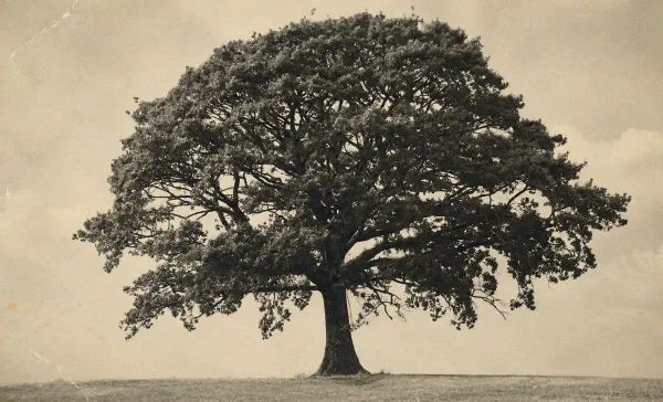 Photo caption: maryland lawmakers in annapolis are considering senate joint resolution 3, a formal apology for the state's role in racial terror lynchings.