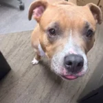 Friendly tan-and-white dog found near park and fork landing in cinnaminson