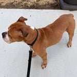 Photo Caption: A dog found near 41 Eggers Street in East Brunswick is waiting to be reunited with its owner, according to the East Brunswick Police Department.
