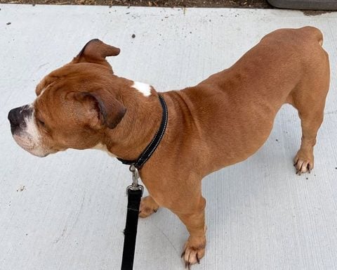 Photo Caption: A dog found near 41 Eggers Street in East Brunswick is waiting to be reunited with its owner, according to the East Brunswick Police Department.