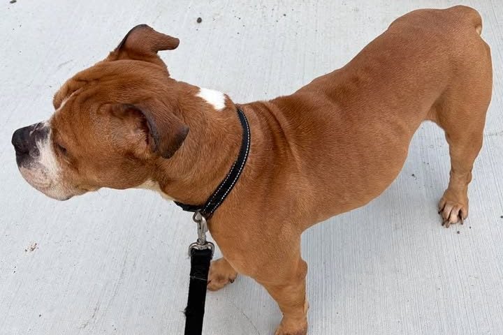 Photo Caption: A dog found near 41 Eggers Street in East Brunswick is waiting to be reunited with its owner, according to the East Brunswick Police Department.