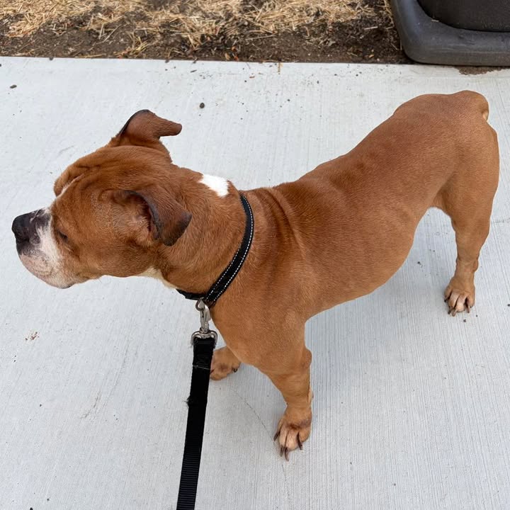 Photo caption: a dog found near 41 eggers street in east brunswick is waiting to be reunited with its owner, according to the east brunswick police department.