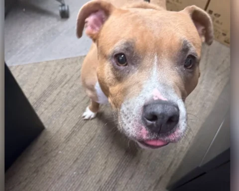 medium-sized, tan-and-white mixed breed with a muscular build found near Park and Fork Landing.