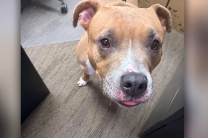 medium-sized, tan-and-white mixed breed with a muscular build found near Park and Fork Landing.