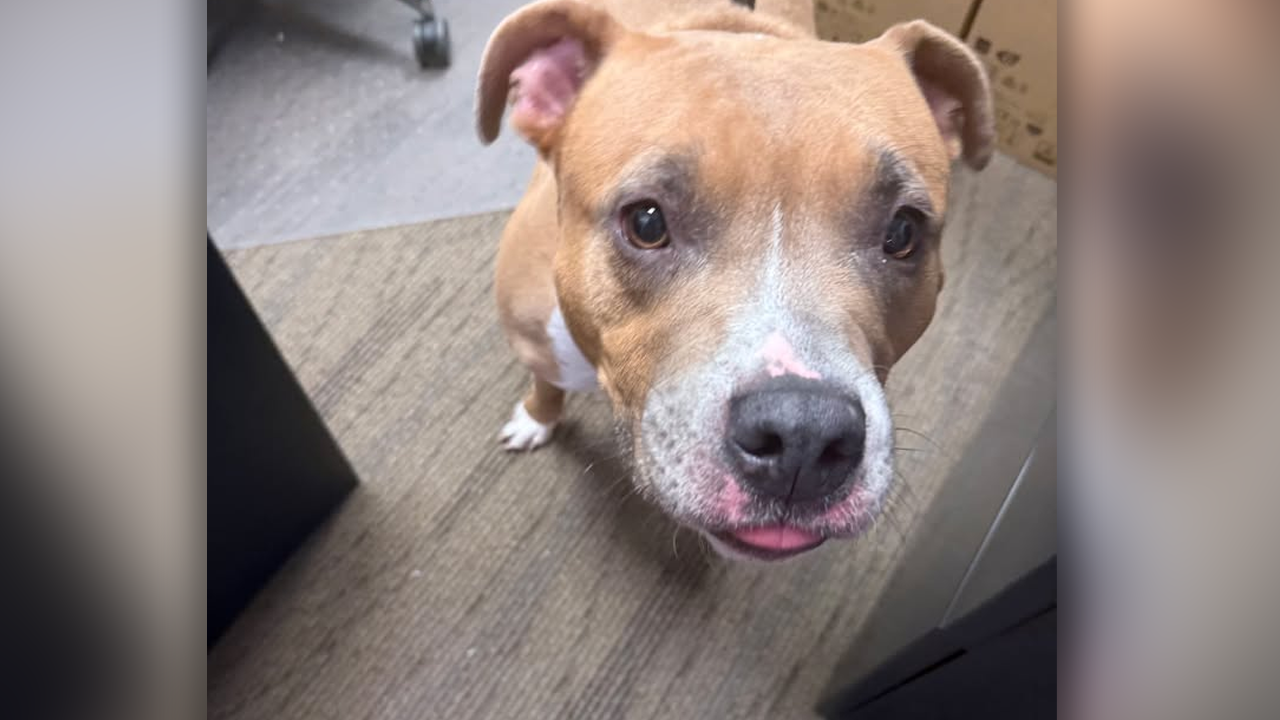 Medium-sized, tan-and-white mixed breed with a muscular build found near park and fork landing.