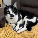 Photo Caption: Milo, an 8-year-old black-and-white cat, needs a temporary foster home near Fort Dix, New Jersey, through Feb. 25, 2027.