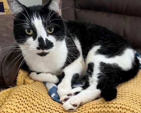Photo Caption: Milo, an 8-year-old black-and-white cat, needs a temporary foster home near Fort Dix, New Jersey, through Feb. 25, 2027.