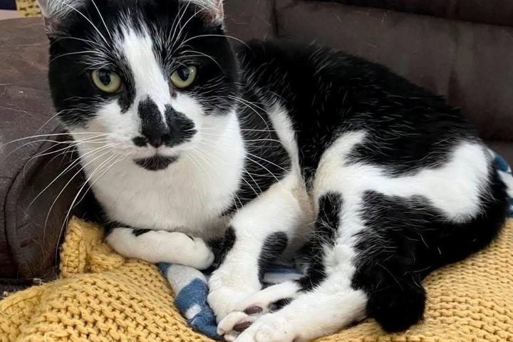 Photo Caption: Milo, an 8-year-old black-and-white cat, needs a temporary foster home near Fort Dix, New Jersey, through Feb. 25, 2027.