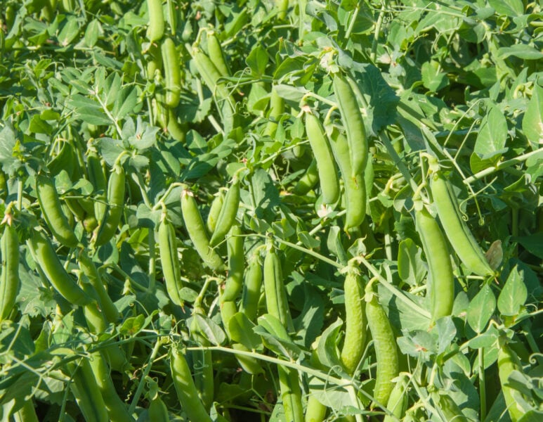 What to plant in august in new jersey: these vegetables thrive for a fall harvest What to plant in august in new jersey: these vegetables thrive for a fall harvest