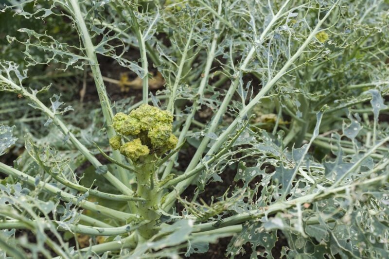 Can you legally shoot a groundhog eating your garden in new jersey? Here's what state law says Can you legally shoot a groundhog eating your garden in new jersey? Here's what state law says