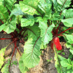 What to plant in august in new jersey: these vegetables thrive for a fall harvest