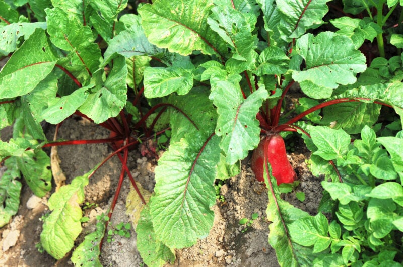 What to plant in august in new jersey: these vegetables thrive for a fall harvest What to plant in august in new jersey: these vegetables thrive for a fall harvest