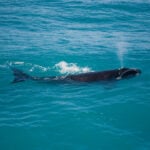 Save lbi announces planned federal lawsuit over north atlantic right whale habitat protections