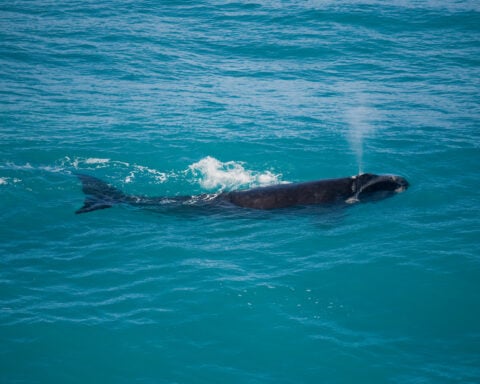 North Atlantic right whales migrate along the East Coast, where Save Long Beach Island is seeking expanded federal habitat protections through a planned lawsuit. Photo by John White