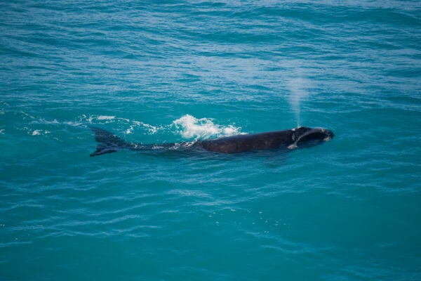 Save lbi announces planned federal lawsuit over north atlantic right whale habitat protections