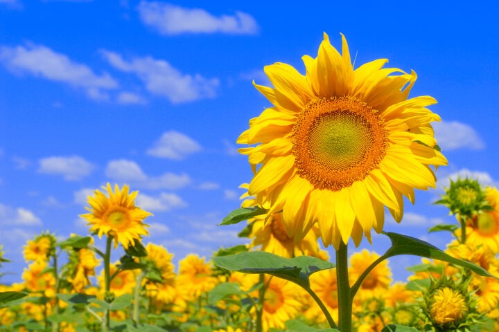 Photo Caption: Visitors explore the New Jersey Sunflower Trail at Von Thun Farms in Washington, where sunflower fields and family activities continue through late summer.