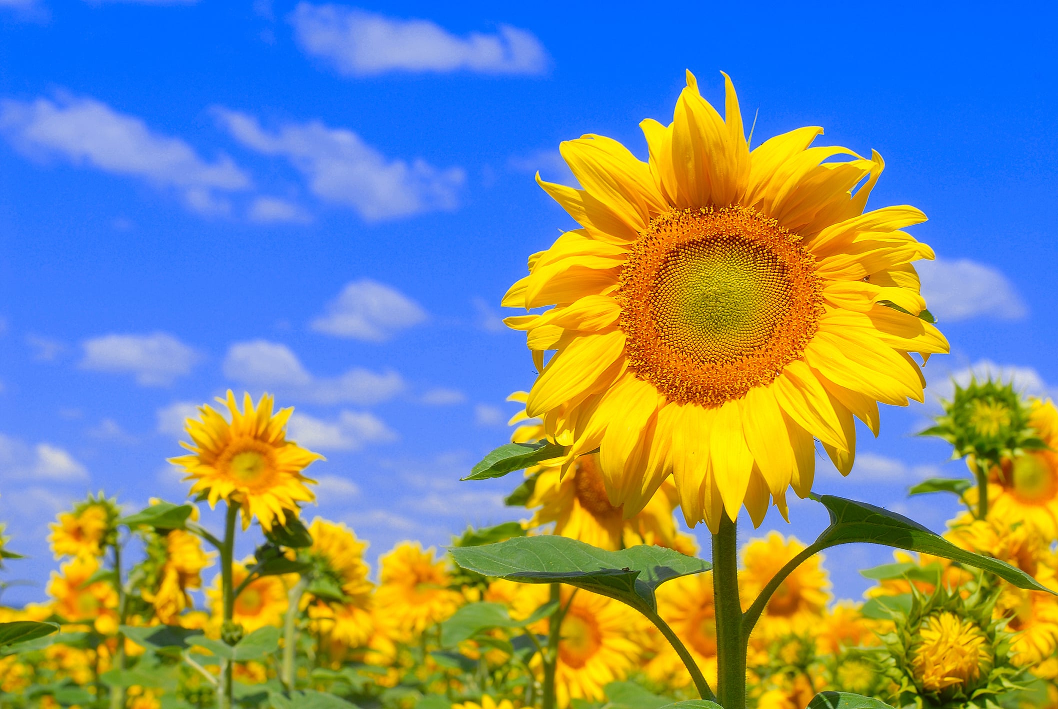New jersey sunflower trail blooms at von thun farms in washington this weekend Photo caption: visitors explore the new jersey sunflower trail at von thun farms in washington, where sunflower fields and family activities continue through late summer.