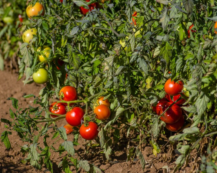 August means one thing in new jersey: it's finally jersey tomato season