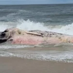 Decomposed endangered fin whale washes ashore at barnegat light on long beach island