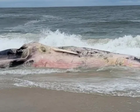 A heavily decomposed fin whale rests in the surf off Barnegat Light as Marine Mammal Stranding Center personnel coordinate recovery and examination efforts. Photo by Marine Mammal Stranding Center