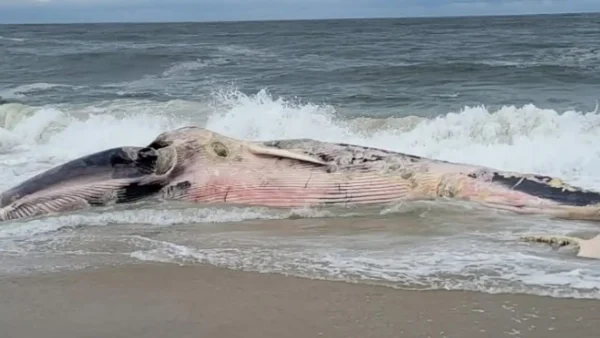 A heavily decomposed fin whale rests in the surf off Barnegat Light as Marine Mammal Stranding Center personnel coordinate recovery and examination efforts. Photo by Marine Mammal Stranding Center