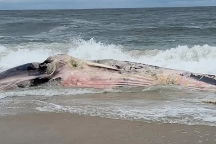 Decomposed endangered fin whale washes ashore at barnegat light on long beach island
