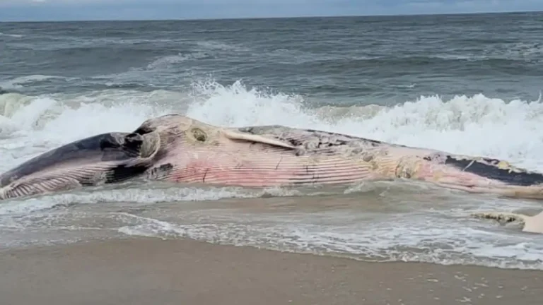 Decomposed Endangered Fin Whale Washes Ashore at Barnegat Light on Long Beach Island