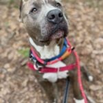After his best friend was adopted shelter pup was left behind