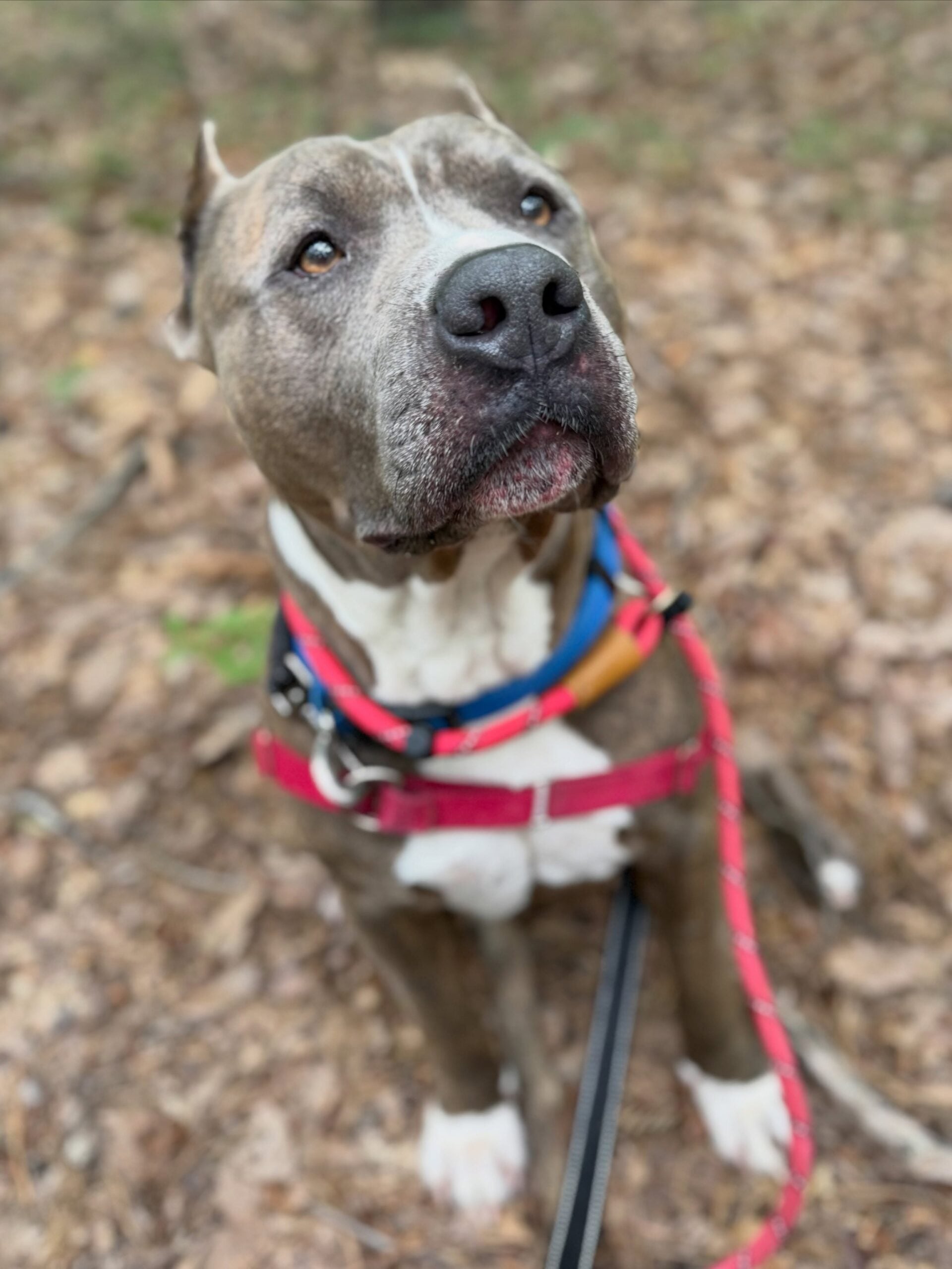 After his best friend was adopted shelter pup was left behind