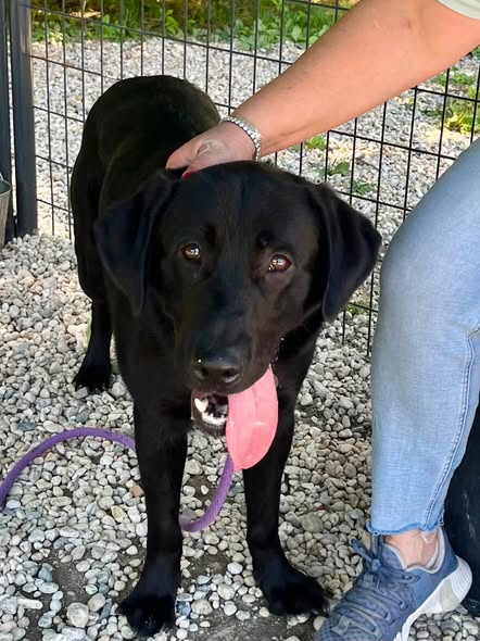 Murphy still searching for a foster despite wave of inquiries Murphy still searching for a foster despite wave of inquiries