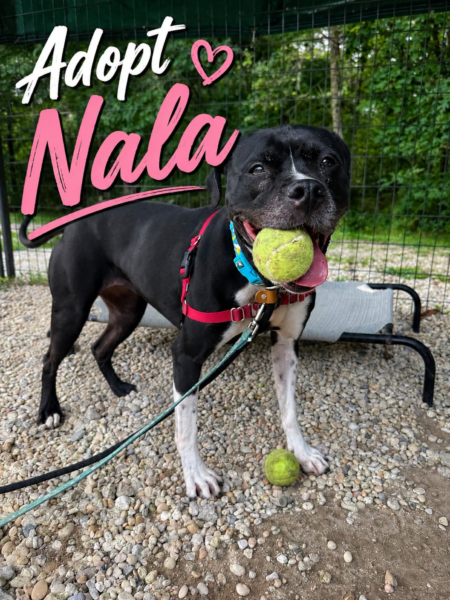 Belly rubs tennis balls and a home that's all nala wants