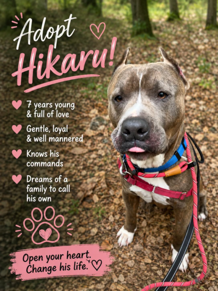 After his best friend was adopted shelter pup was left behind
